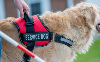 Why Do We Celebrate National Dog Day With Service Dogs?